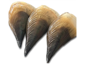 HORN SCALLOP