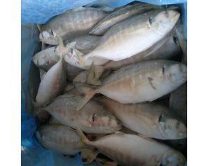 YELLOWTAIL SCAD