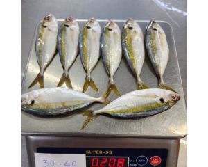 YELLOW STRIPE TREVALLY - HOSOHIRA-AJI