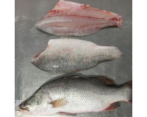 BARRAMUNDI , ASIAN SEABASS , GIANT PERCH , KORAL
