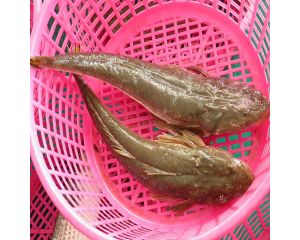 FLATHEAD FISH / BARTAIL FLATHEAD FISH / MEGOCHI