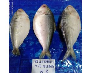 HILSA SHAD - HILSA – ILISH