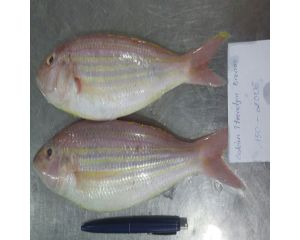 THREADFIN BREAM - ITOYORIDAI