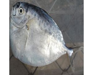 MOONFISH