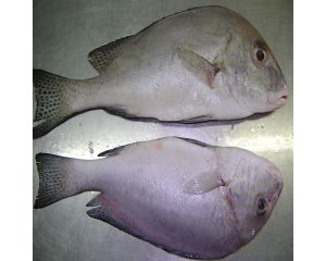 SWEETLIP