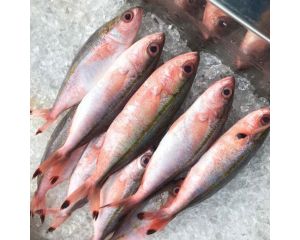 REDTAIL FUSILIER – TAKASAGO
