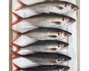 REDTAIL SCAD