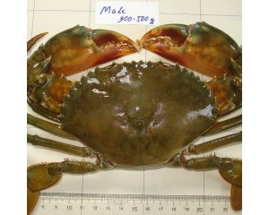 MUD CRAB