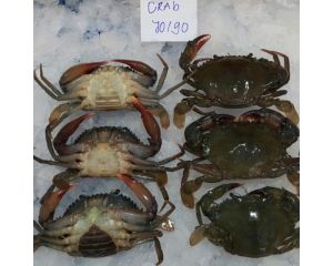 SOFT SHELL CRAB
