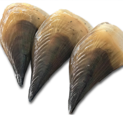 HORN SCALLOP