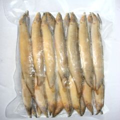 SPINY EEL / LESSER SPINY EEL / STAR BAIM / TARA BAIM