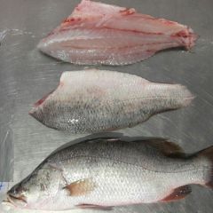 BARRAMUNDI , ASIAN SEABASS , GIANT PERCH , KORAL