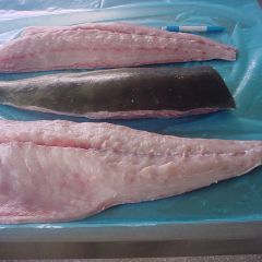COBIA