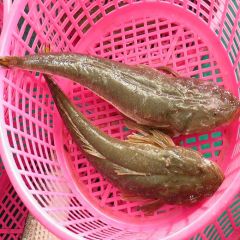 FLATHEAD FISH / BARTAIL FLATHEAD FISH / MEGOCHI