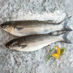 GREY MULLET FISH – BATA