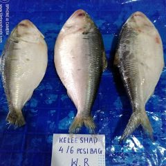 HILSA SHAD - HILSA – ILISH