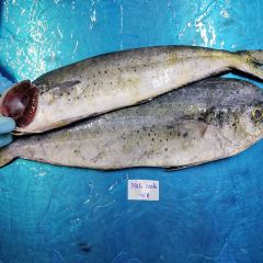 MAHI MAHI