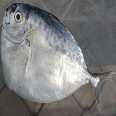 MOONFISH