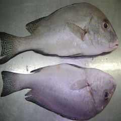 SWEETLIP
