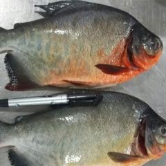 RED POMFRET / RED PACU / RED BELLIED PACU