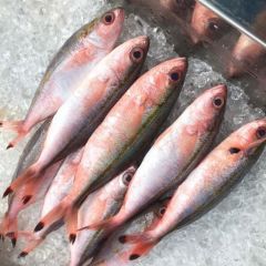 REDTAIL FUSILIER – TAKASAGO