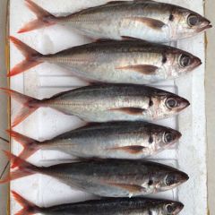 REDTAIL SCAD