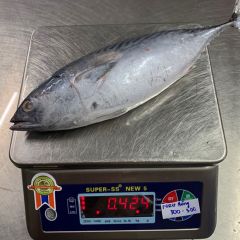 EASTERN LITTLE TUNA / BONITO