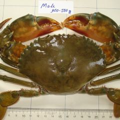 MUD CRAB