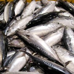 BULLET TUNA