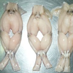 FROG LEG