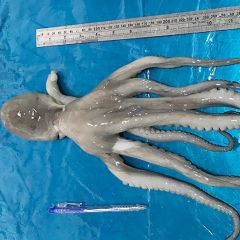 POULP, MADZA, POULP SQUID
