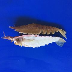 SLIPPER LOBSTER-BUG