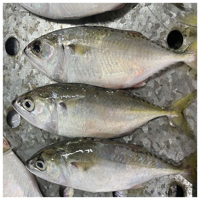 Premium Short Body Mackerel Sustainable Fishing VAFCO