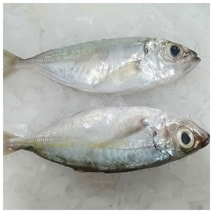 Premium Frozen Bigeye Scad - Leading Big Eye Scad Suppliers | VAFCO