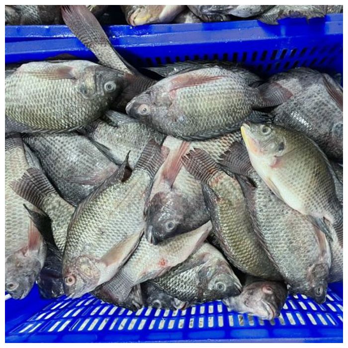 Premium Frozen Black Tilapia | Leading Wholesale Tilapia Fish Supplier ...