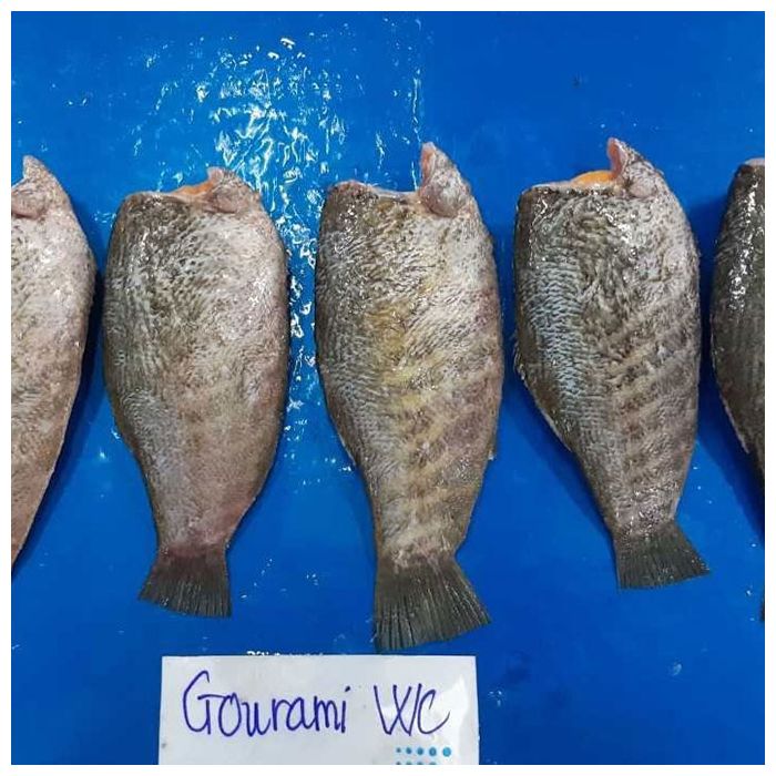 Premium Frozen Gourami Fish Leading Gourami Fish Suppliers VAFCO