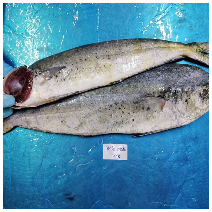 Premium Mahi Mahi Wholesale Sustainable Fishing VAFCO