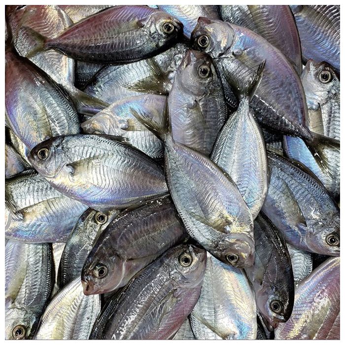Japanese Butterfish Name