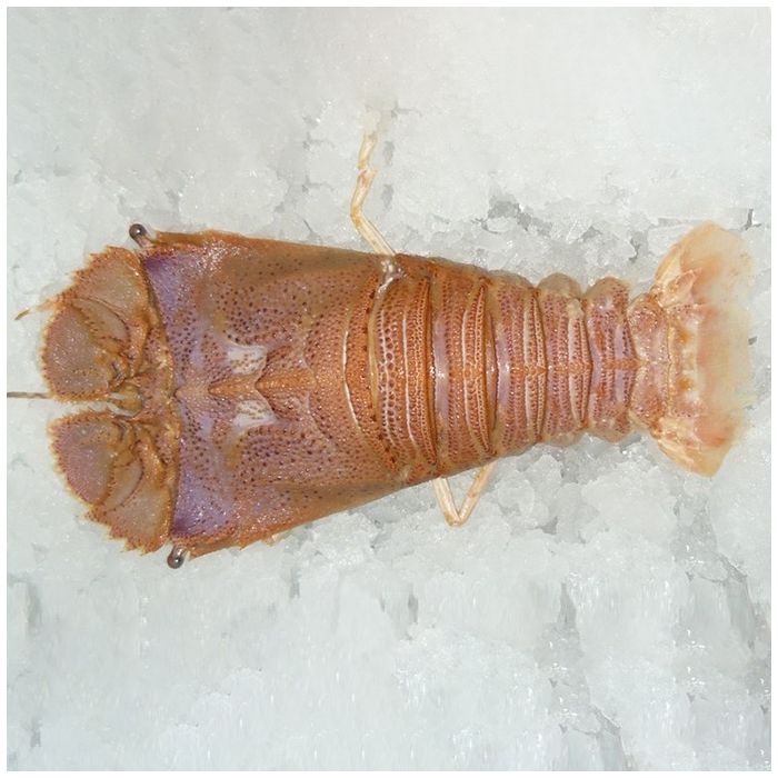 Slipper lobster tails near me store