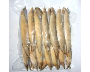 SPINY EEL / LESSER SPINY EEL / STAR BAIM / TARA BAIM