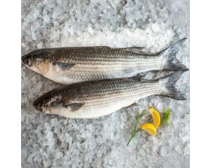 GREY MULLET FISH – BATA