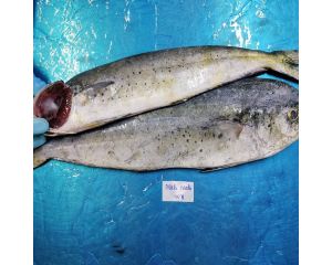 MAHI MAHI