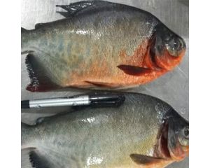 RED POMFRET / RED PACU / RED BELLIED PACU