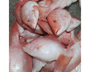 RED SNAPPER - TROPICAL SNAPPER - YOKO-FUEDAI