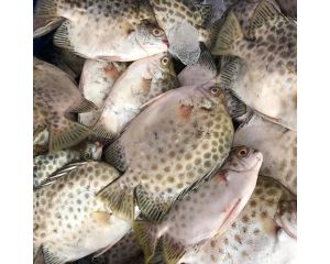SPOTTED SCAT, SPADEFISH