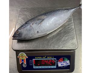 EASTERN LITTLE TUNA / BONITO