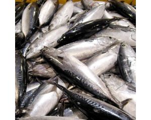 BULLET TUNA
