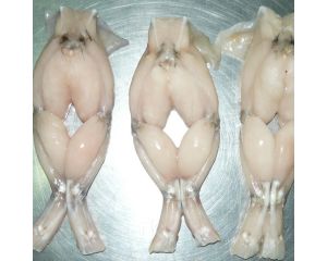 FROG LEG