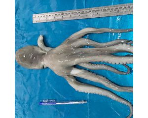 POULP, MADZA, POULP SQUID