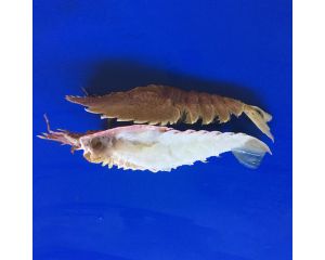 SLIPPER LOBSTER-BUG